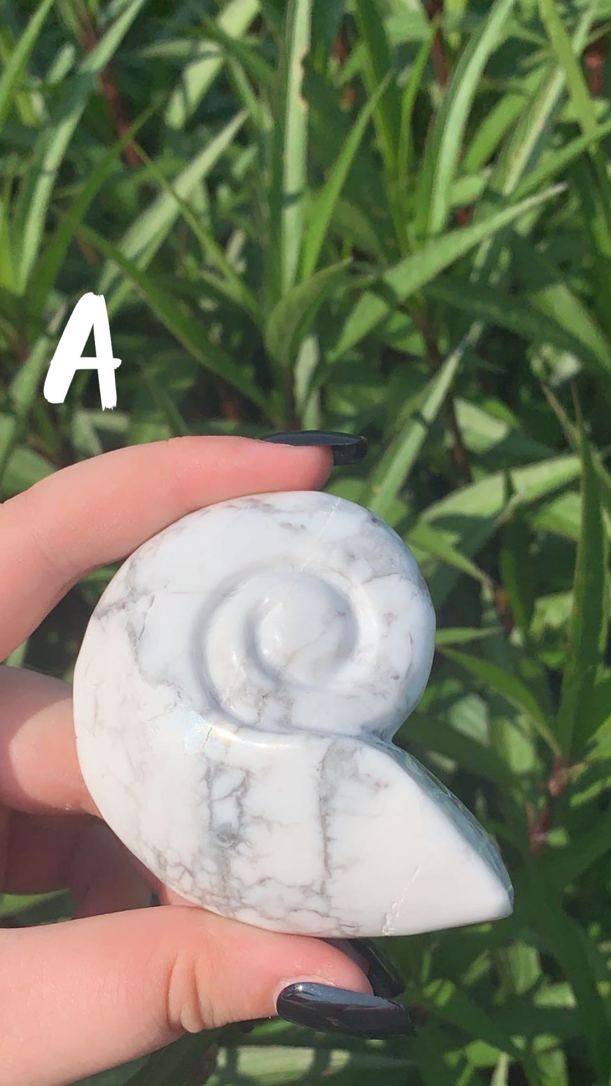 Howlite Shell
