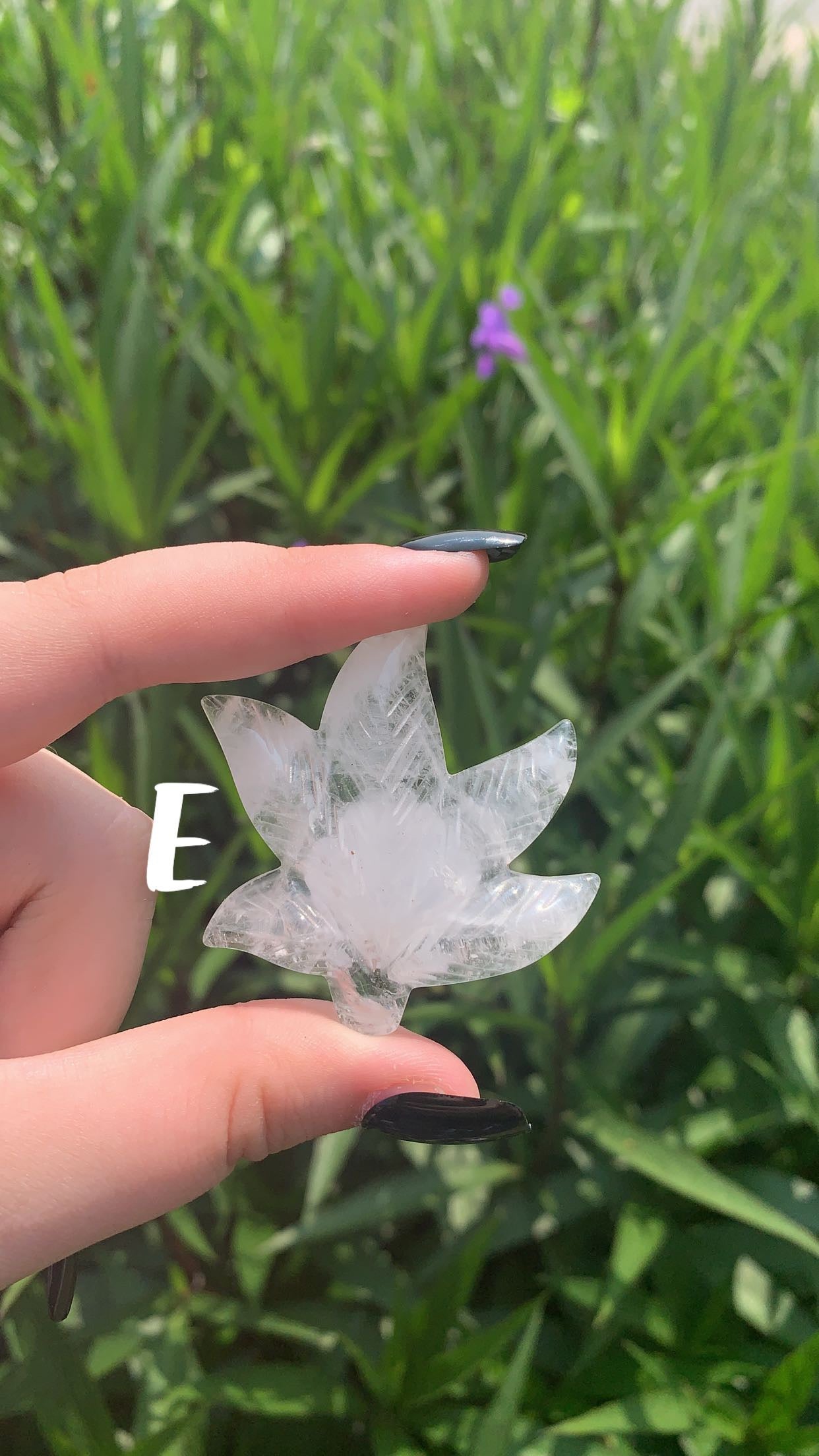 Leaves